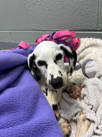Perdy's when she arrived at Kane County Animal Control