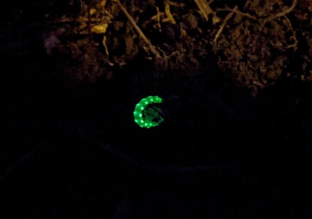 Phengodes, the glowworm beetle