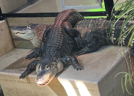Longtime Aurora zoo alligators, Irwin and Alice, outgrew their indoor habitat and were relocated to an outdoor alligator sanctuary in Michigan