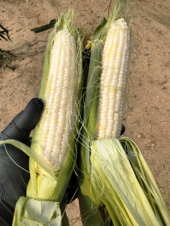 Sam the Sweetcorn Man Expands the Season with New Crops