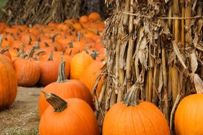 Kane County is among the top 10 pumpkin-producing counties in Illinois. 