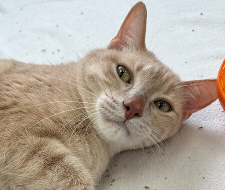 Meet Squeaky!