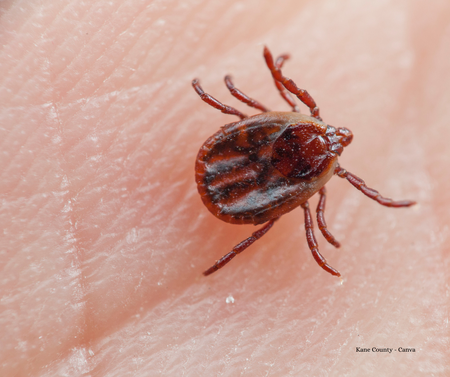 Ticks can carry Lyme disease.