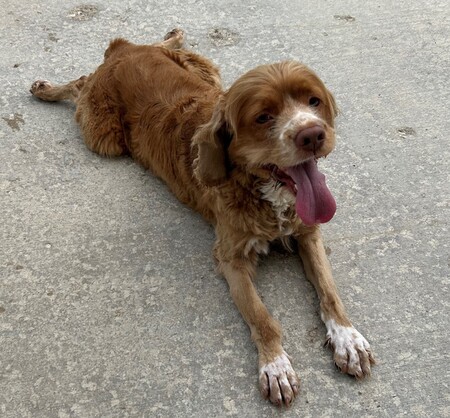 Meet Tommy!