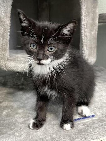 Meet Tuba, who was recently adopted. 