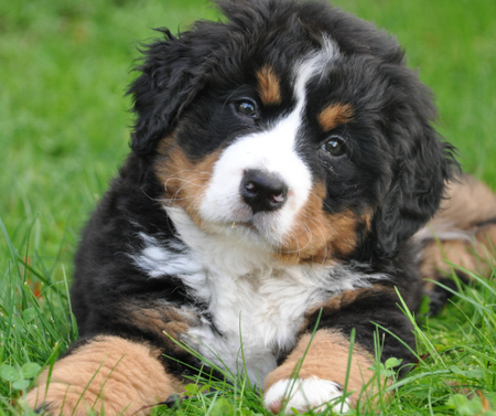 Protect your puppy from preventable viruses