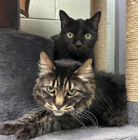  KCAC's Adorable, Adoptable Pet of the Week is written by Tecla Metzel of Kane County Animal Control.