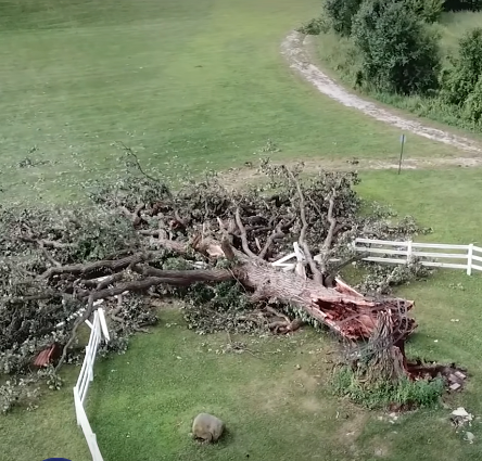 Estimated to be over 350 years old, the tree had long been a cherished landmark