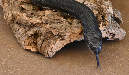 Randy Ratsnake