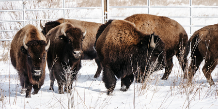 Photo by Keeping Moments Photography © Forest Preserve District of Kane County