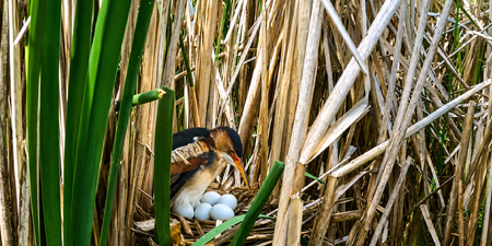 Least Bittern with nest - pictures from Kane County Forest Preserve social media post