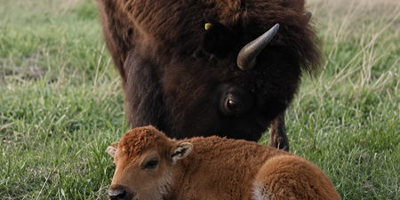 Baby bison born on May 9 in Kane County
