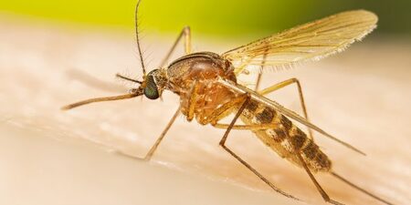 West Nile virus is most commonly spread to people through the bite of an infected Culex mosquito