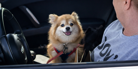 The clinics make it easier for pet owners to protect their animals and comply with Illinois law.