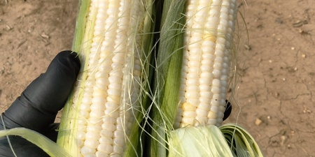 Sam the Sweetcorn Man Expands the Season with New Crops