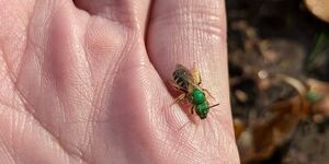 People can observe a wide variety of native bees without fear of being stung.