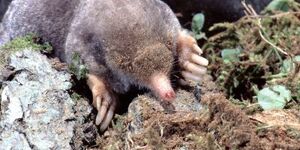 The eastern or common mole, is also known as Scalopus aquaticus, does not live in water, though its large front feet do an admirable job of swimming through soil. Photo credit: Dr. William J. Weber