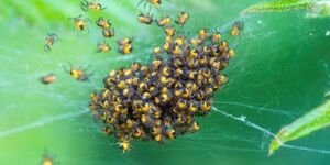 Up, up and away! Spider hatchlings need to disperse quickly, making use of silken strands, wind and electrostatic forces in a phenomenon known as ballooning.
