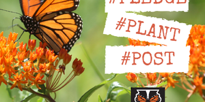 Illinois Monarch Project