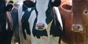 Currently there are more than 600 family farms in Kane County and more than 1,000 family farmers supporting 14,000 local jobs.