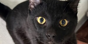 Meet Canned Ham!