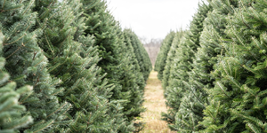 Fresh holiday trees 