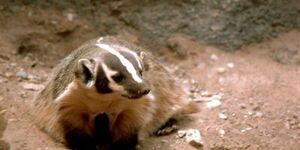 The American badger is ideally suited to its role as fossorial carnivore, or a predator that digs. Its front claws are nearly two inches in length, and the toes are partially webbed to aid in scooping soil. Photo credit: Stolz, Gary, USFWS, USFWS M.