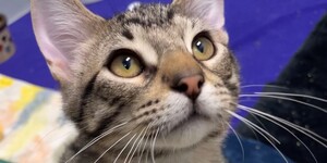 Doc the Cat