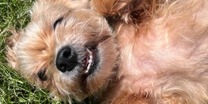 “Old dogs can be a regal sight. Their exuberance settles over the years into a seasoned nobility, their routines become as locked into yours as the quietest and kindest of marriages.” Gail Caldwell, Author