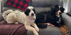 Jani and her new brother after successful adoption at Kane County Animal Control