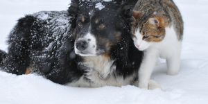 Pets in Winter