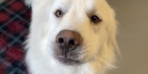 Roman, a white Great Pyrenees mix, was found as a stray and brought to Kane County Animal Control.
