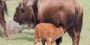 American Bison