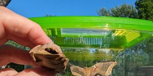 Poly Mothman, a polyphemus moth, used chemistry and mechanical means to make his way out of his sturdy cocoon.