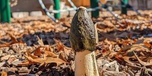 A Ravenel's stinkhorn grows amid the wood chips at a local playground. These powerful decomposers, it turns out, are mighty stinkin' strong.