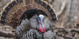 The wild turkey, Meleagris gallopavo, was never a candidate for our nation's symbol, but it did help Benjamin Franklin advance his study of electrictity.