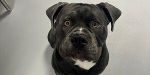 Obi is Available for Adoption
