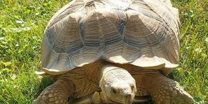 Ding Dong, a pet sulcata tortoise, took himself on a little walkabout recently when a gate was accidentally left open. Sulcatas, also known as African spurred tortoises, are native to grasslands and savannas in northern Africa.