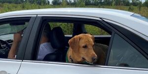 A recent report shows microchipping is up in Kane County thanks to yearly drive-thru clinics.