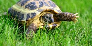Russian turtle. photo courtesy of St. Charles Park District