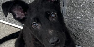 Meet Alice!