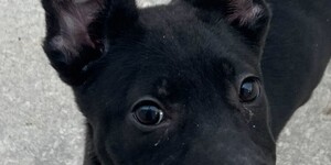Meet Rhiannon!