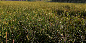 Photos by Greg Spyrea