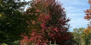 Plan a road trip to check out the beautiful fall foliage using an online map.
