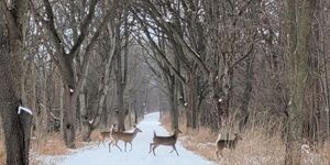 A family of white-tailed deer cross the Gilman Trail in Aurora in winter. 