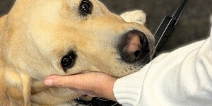 Captain provides comfort to children and adults in his role as a facility dog for the Kane County Children's Advocacy Center. Photo credits: Izabella Cyran