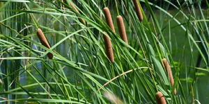 Invasive hybrid cattail and common reed have increasingly displaced native plants