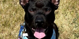 Kane County residents are required by law to purchase a registration tag at the time of vaccination