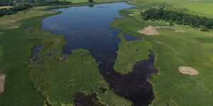 Dick Young Forest Preserve 