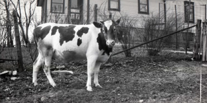 Cow outside the house on the property of Echo Valley Farm - date unknown